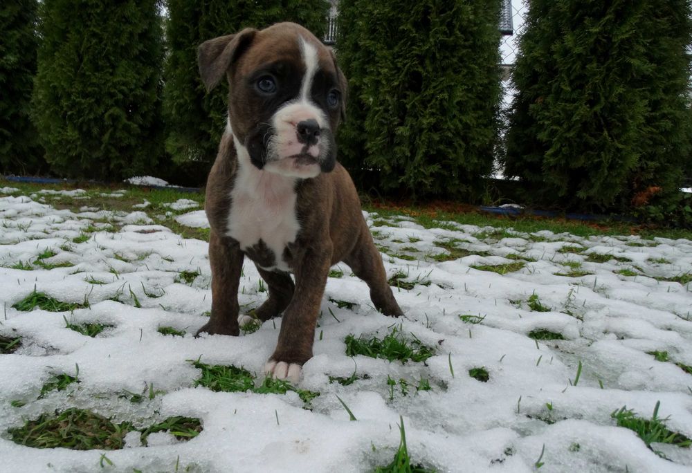 Bokser pręgowany z Rodowodem