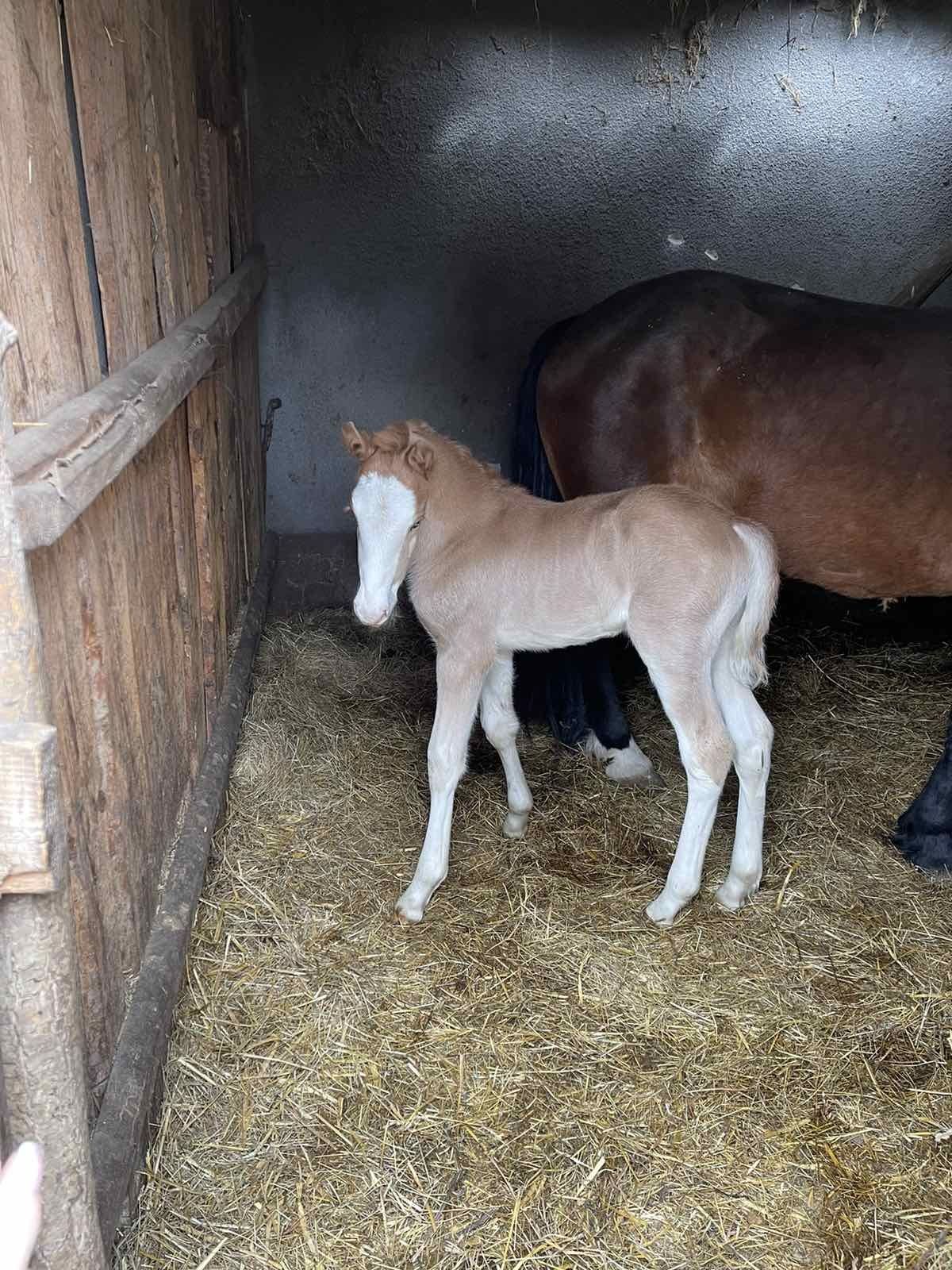 Продам жеребця, 2 роки