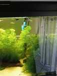 Guppys, e plantas
