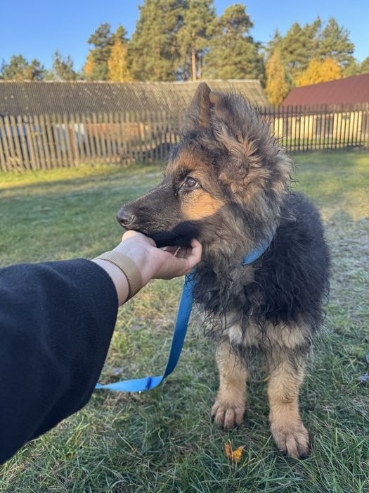 Pies owczarek niemiecki długowłosy