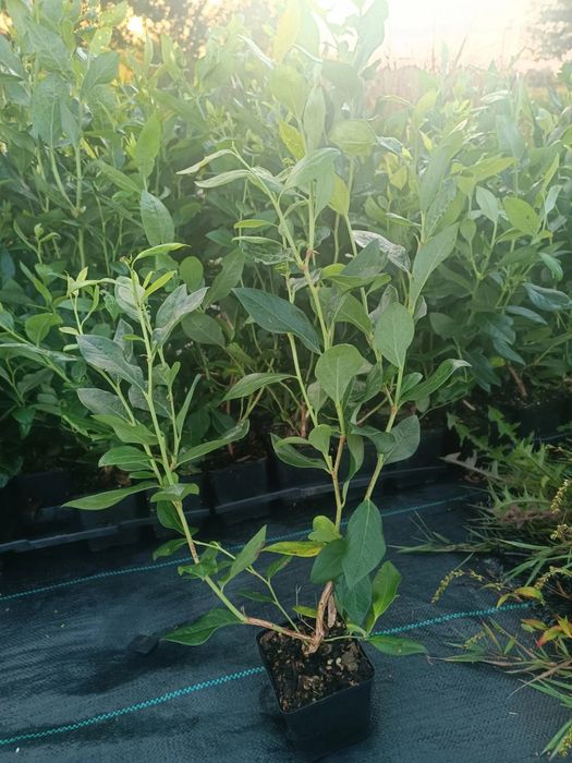 Sadzonki borówka amerykańska p9