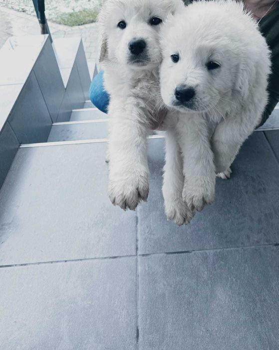 Owczarki podhalańskie