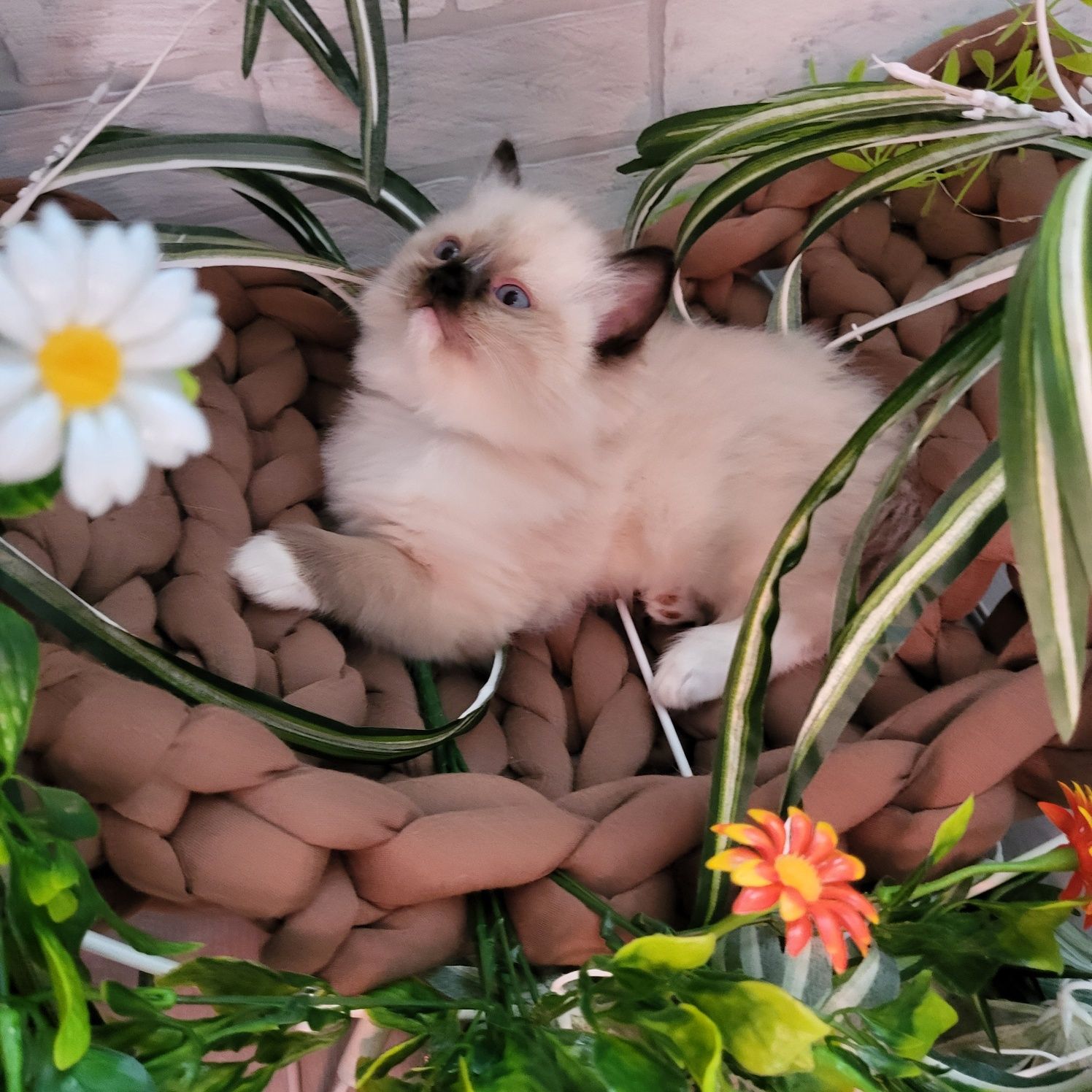 Ragdoll kocurek Nikolas