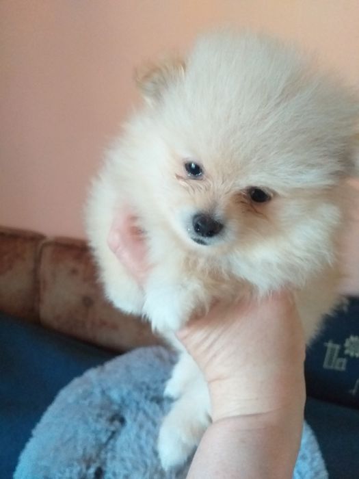 Szpic miniaturowy Pomeranian