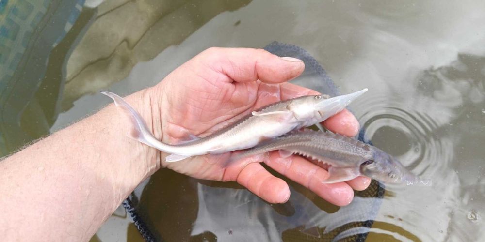 Jesiotr syberyjski narybek