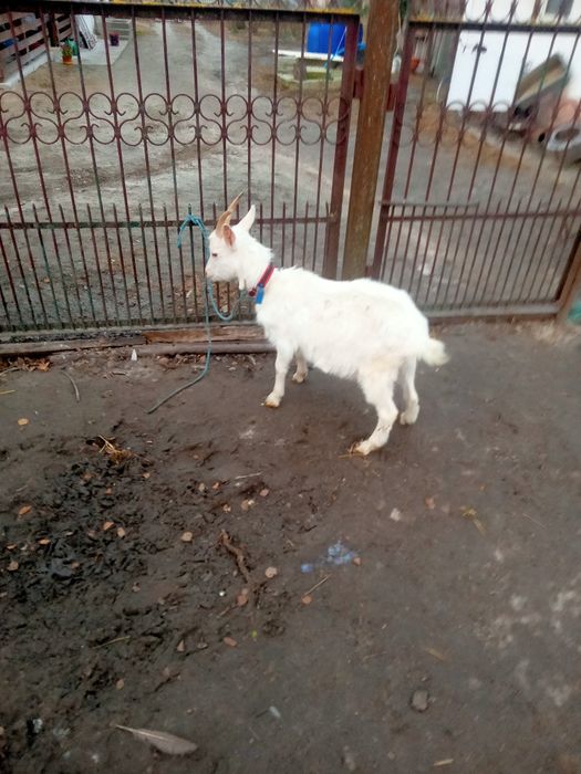 Koza i młode kuzki saksonskie