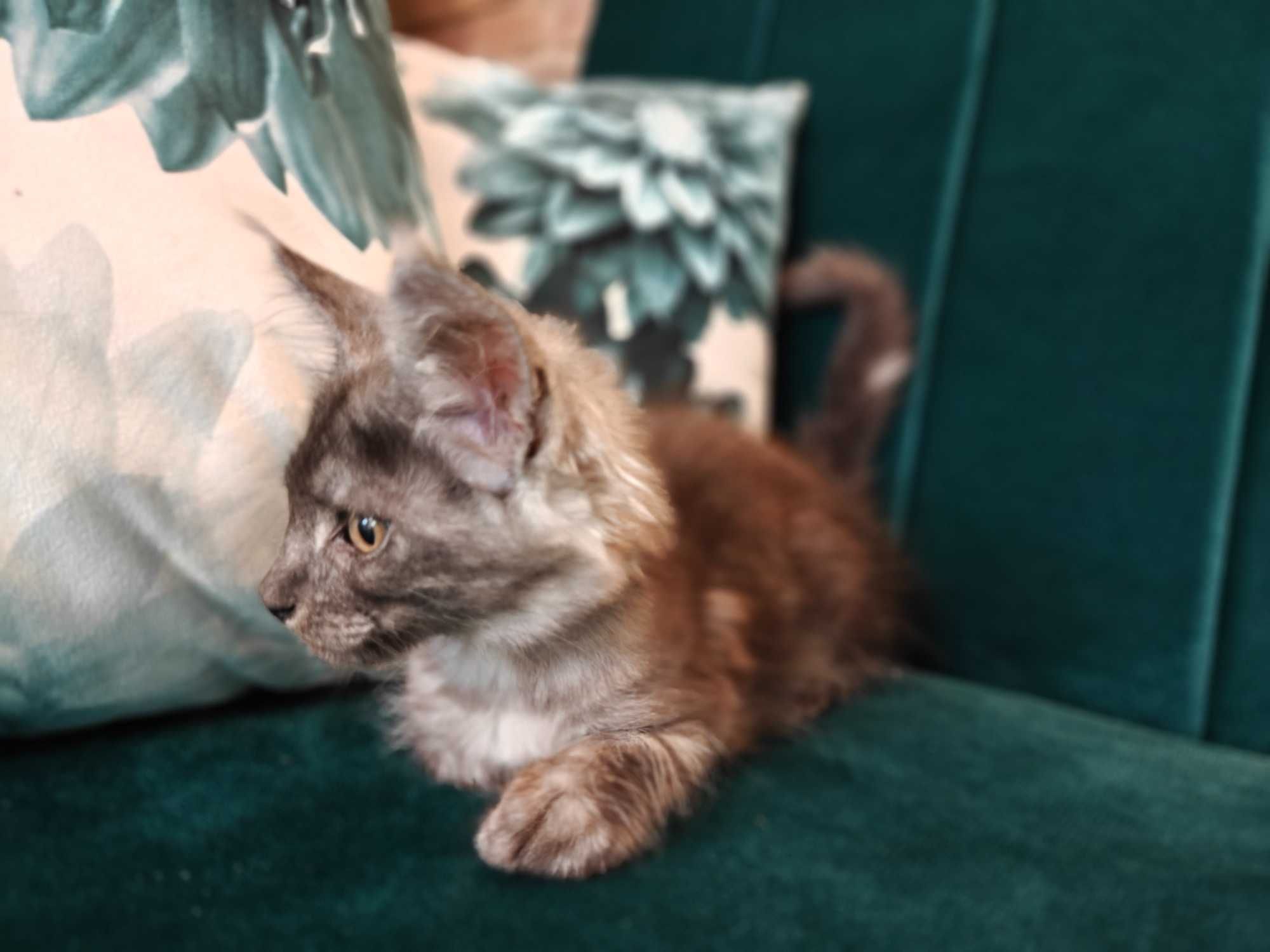 Kocięta Mco Maine coon fpl ccf niebieskie dymne srebrne