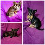 Sprzedam samca Chihuahua lub zamienię na samicę tej samej rasy