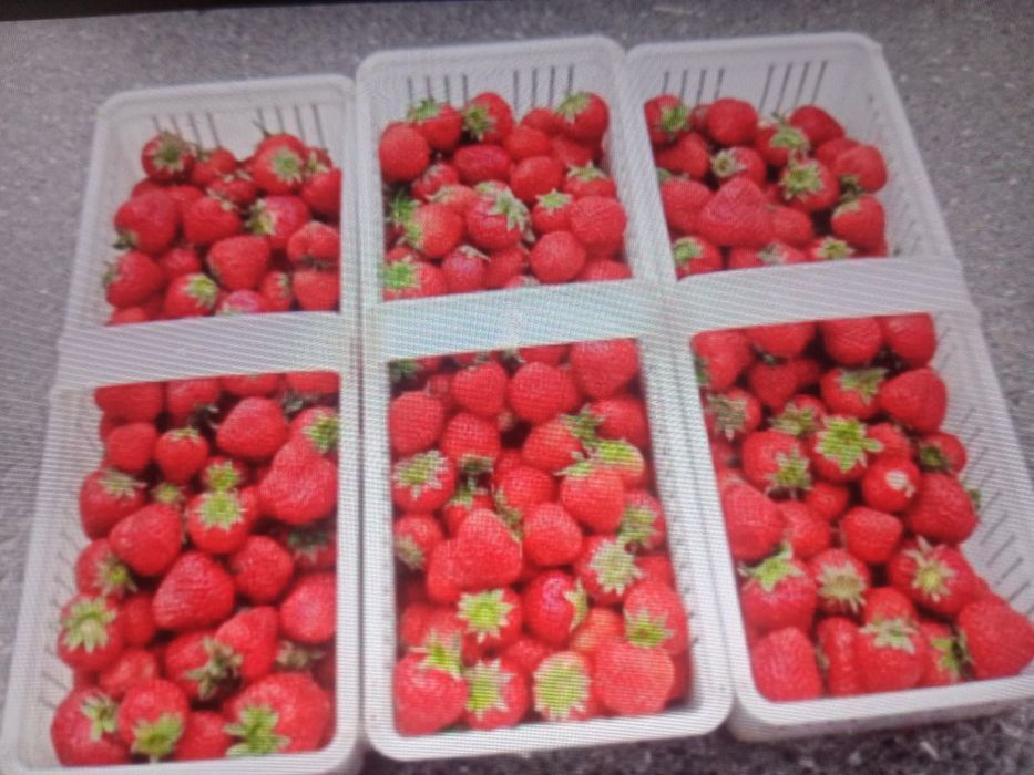 Sadzonki truskawek pęczek kopalne
