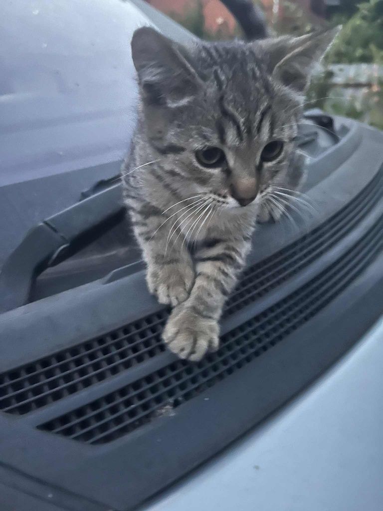 Котеня, кішка , котик , коти відам в добрі руки