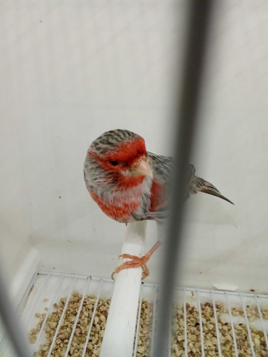 Canário ágata vermelho mosaico 2025