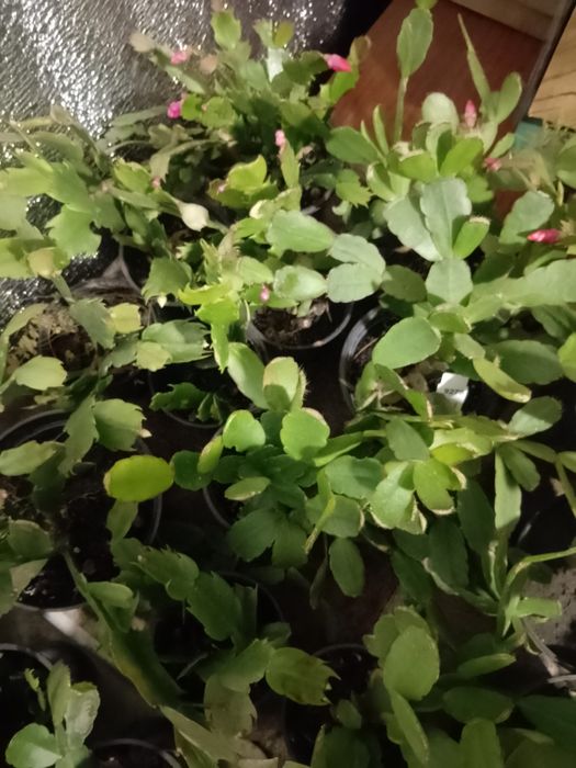 Продам рождественник