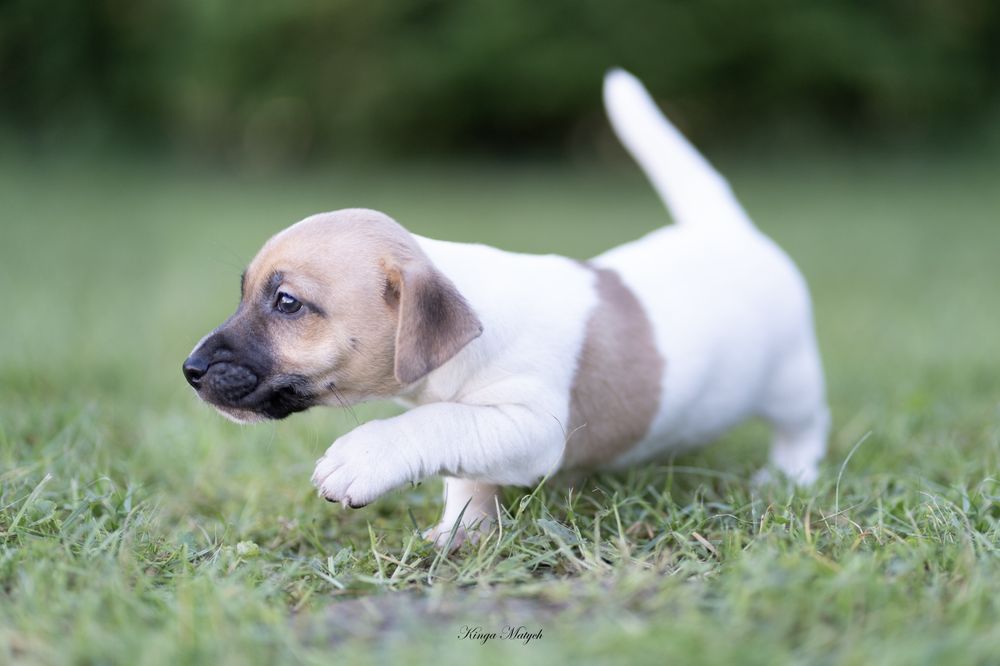 Chłopiec Jack Russell terrier chłopiec nr 1/badania genetyc/DO ODBIORU
