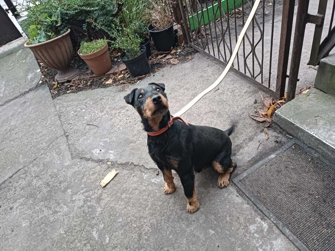Oddam psa rasy JAGDTERRIER