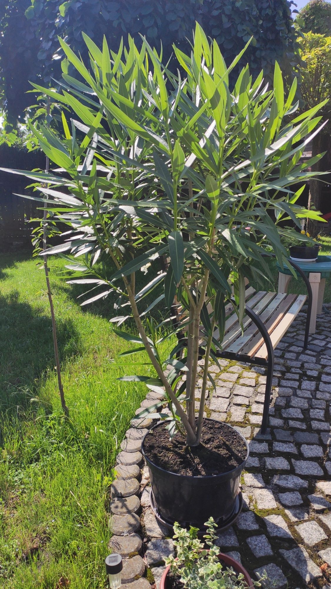 Oleander (biały lub różowy)