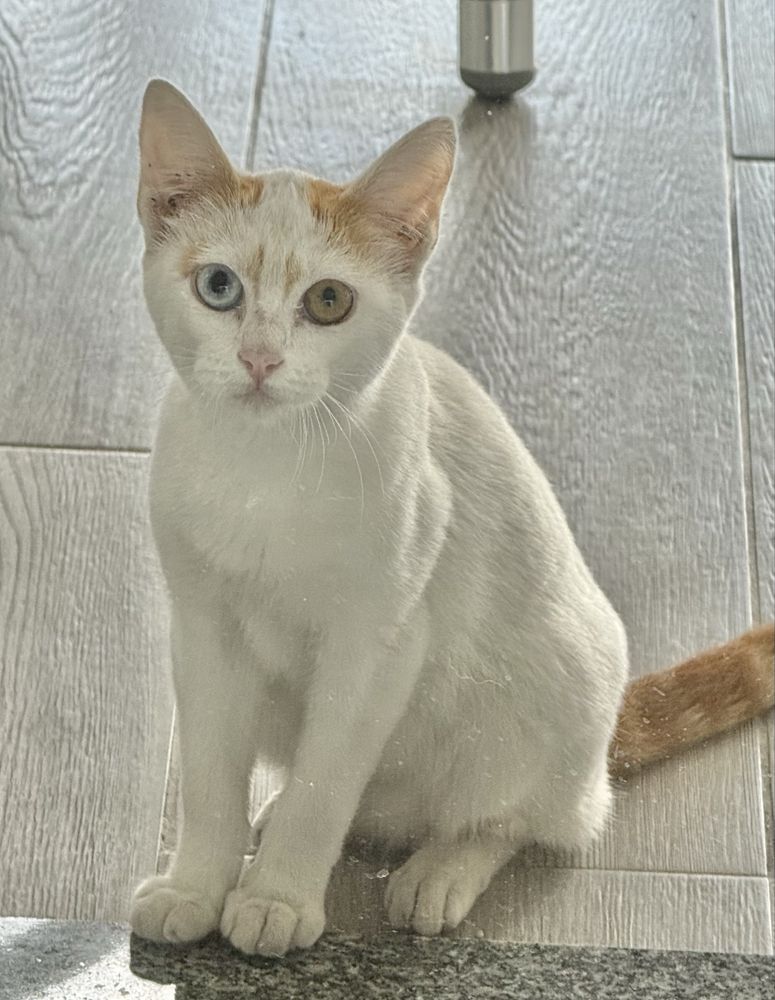 Gatinho para adocao responsavel