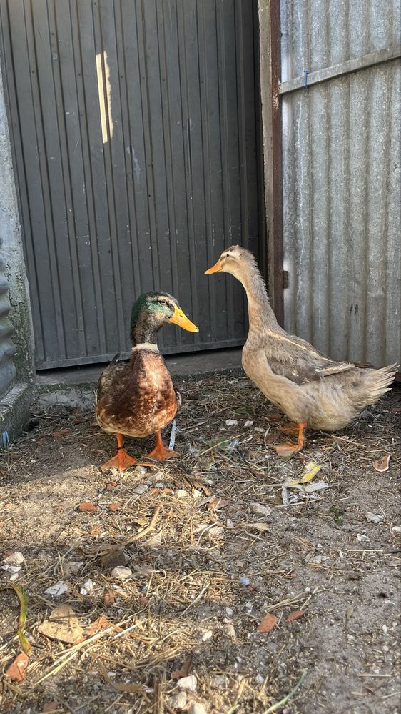 Patos Rouen.
