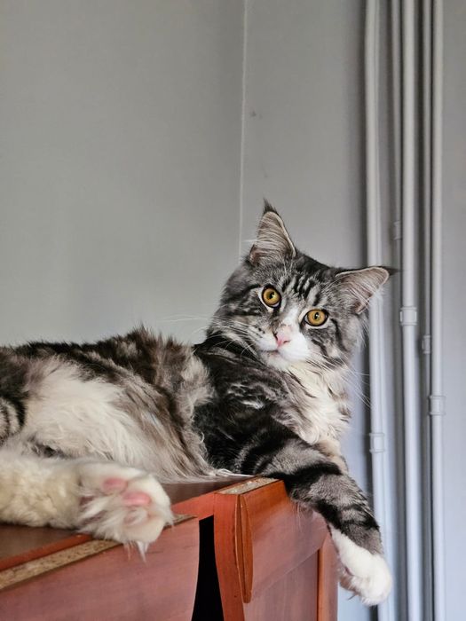 Maine coon koteczka Kami