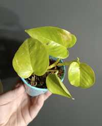 Epipremnum Neon Variegata - sadzonka