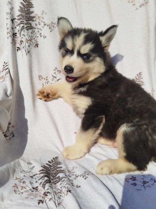 Siberian Husky piesek tel.-5.7.5.3.0.2.0.3.9.
