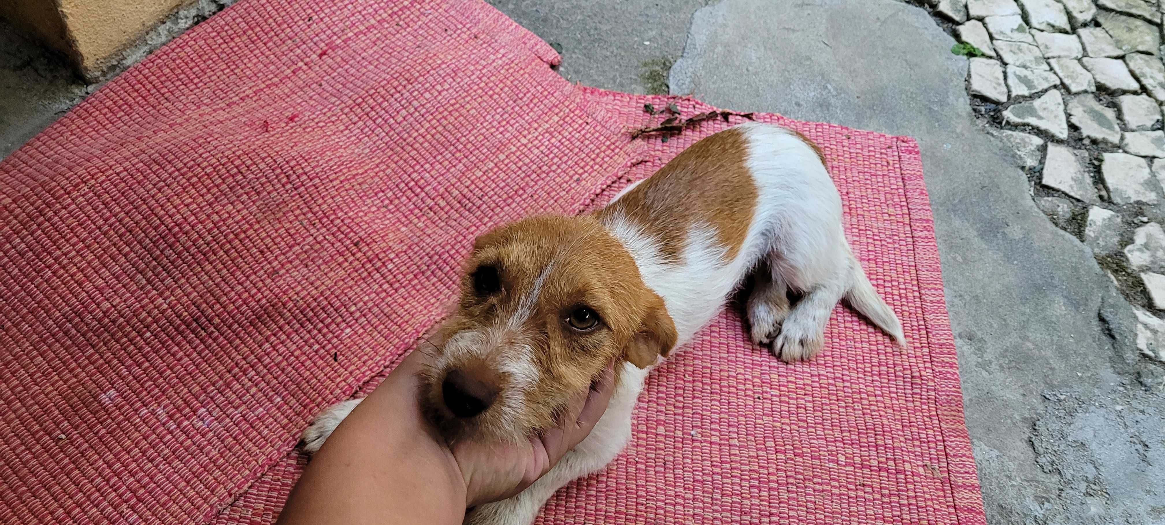 caes para adopção