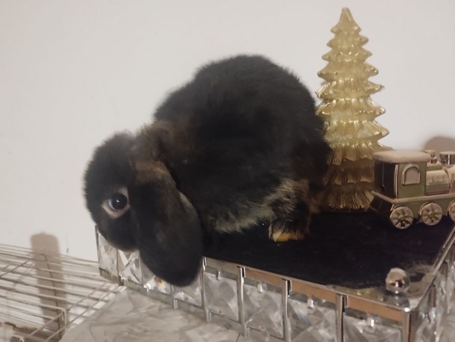 Królik baranek mini lop! Okazja!