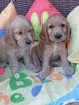 Cocker spaniel angielski