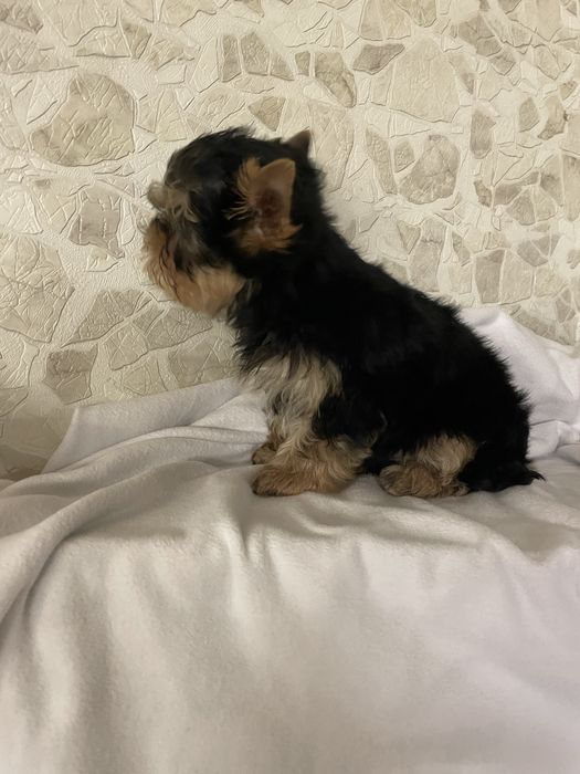 Стандарт з модочкою бебі фейс