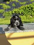 Piesek cocker spaniel angielski blue roan