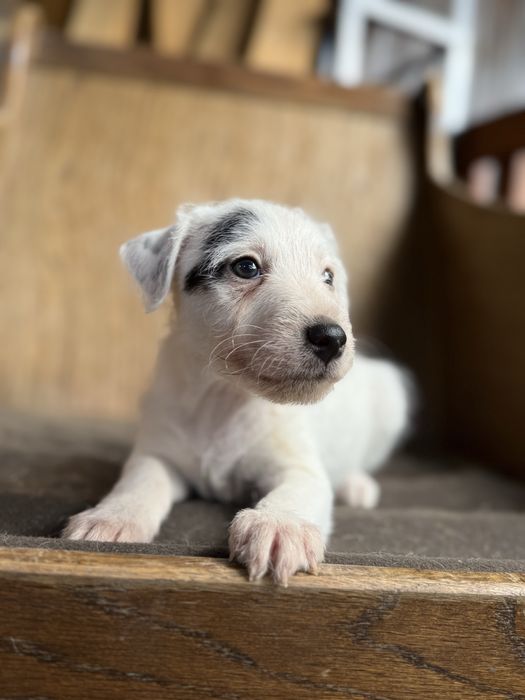 Parson Russell Terrier - chłopczyk