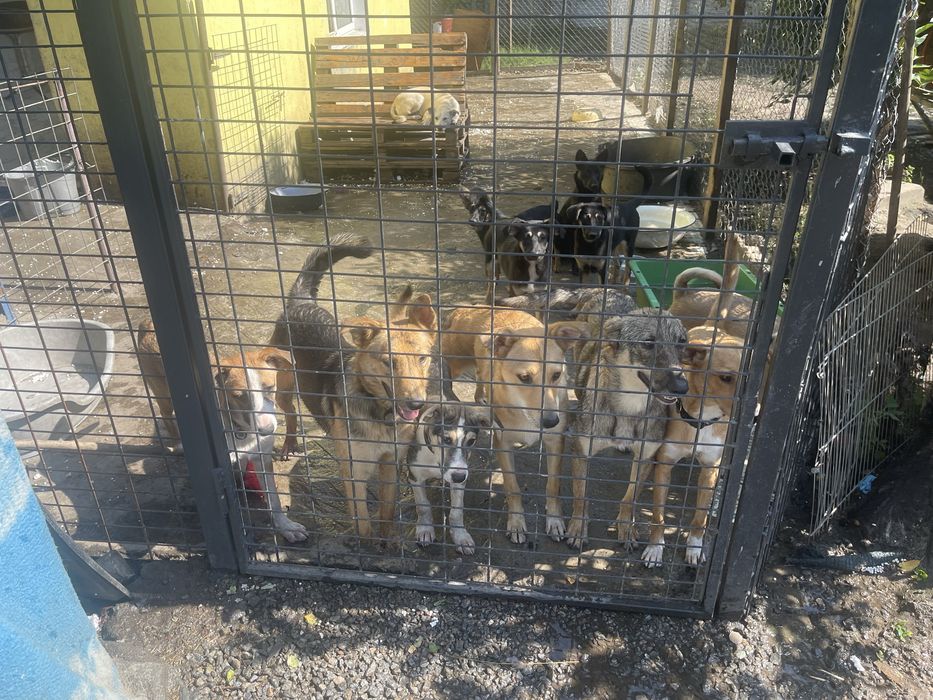 Выберите Друга с приюта