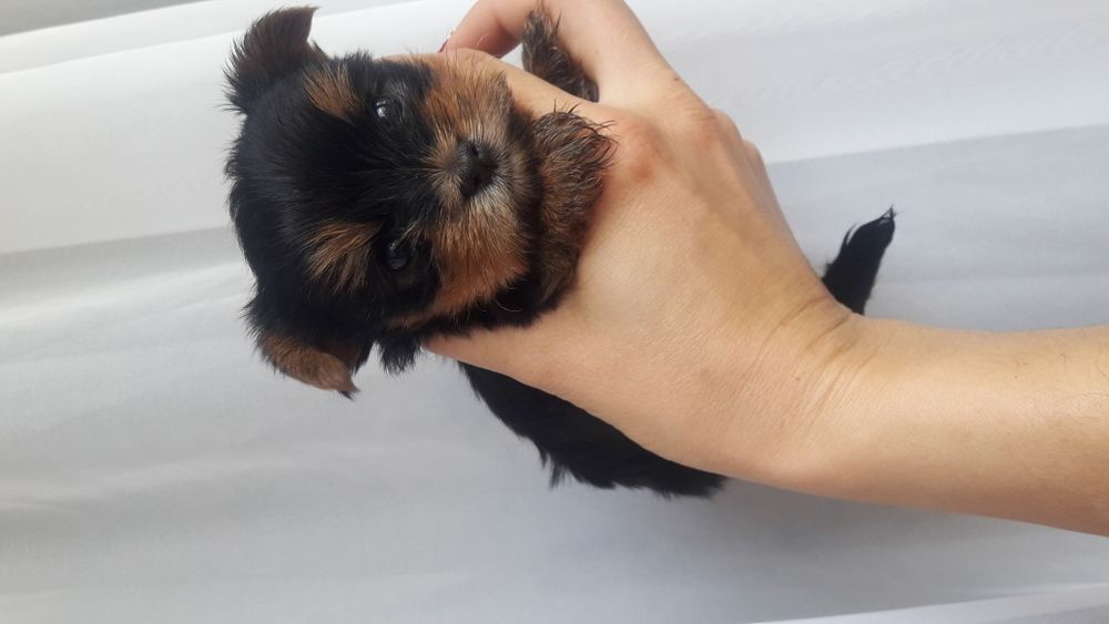 детки Йорики Одесса