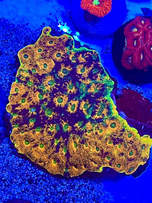 Acanthastrea sp Orange