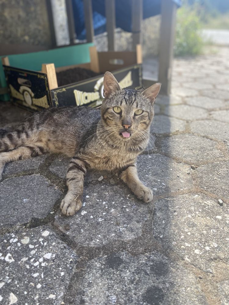 Gato tigrado mimalho