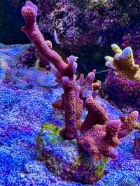 Montipora Red Devil