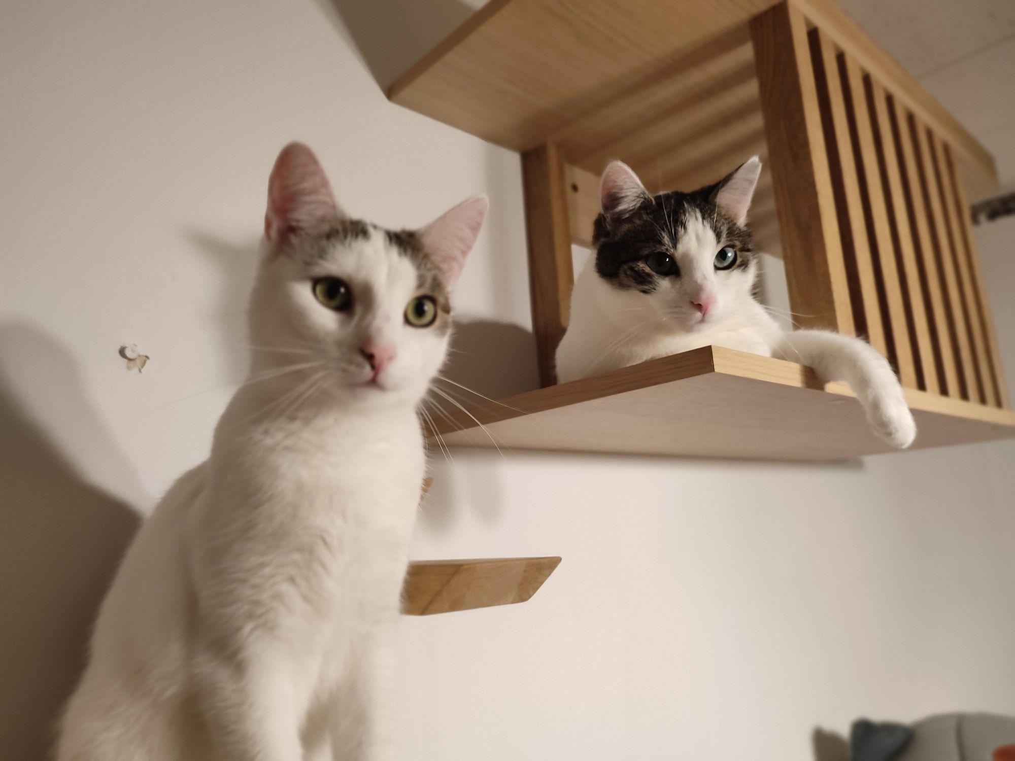 Cudowne kocie rodzeństwo do adopcji