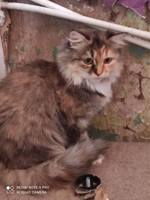 Гарненькі котики