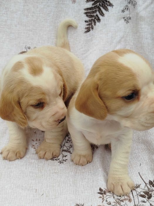 Beagle suczka bicolor tel.-5.7.5.3.0.2.0.3.9.