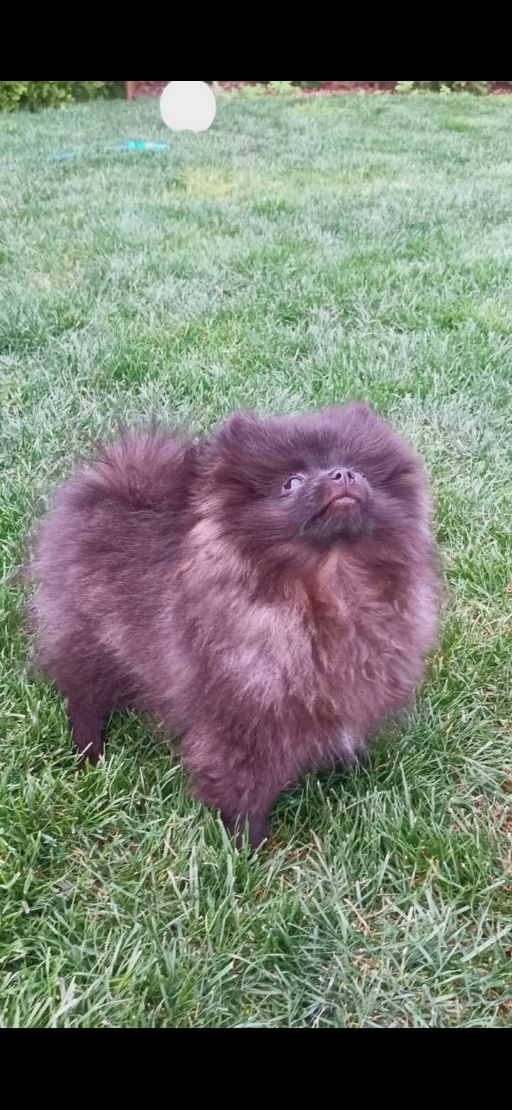 Szczeniak Szpic miniaturowy Pomeranian Suczka pies rasowy Boo