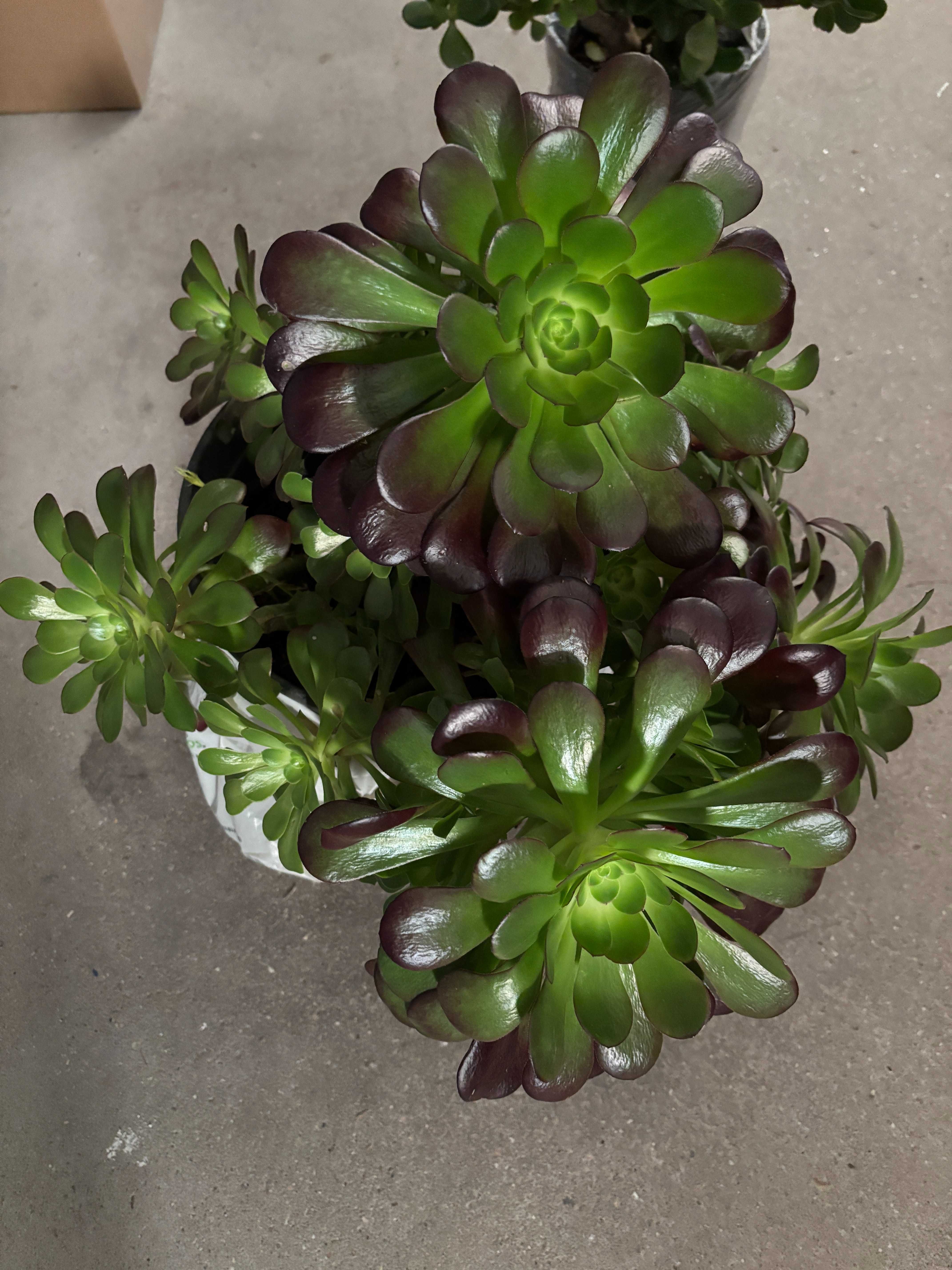 Plantas  variadas