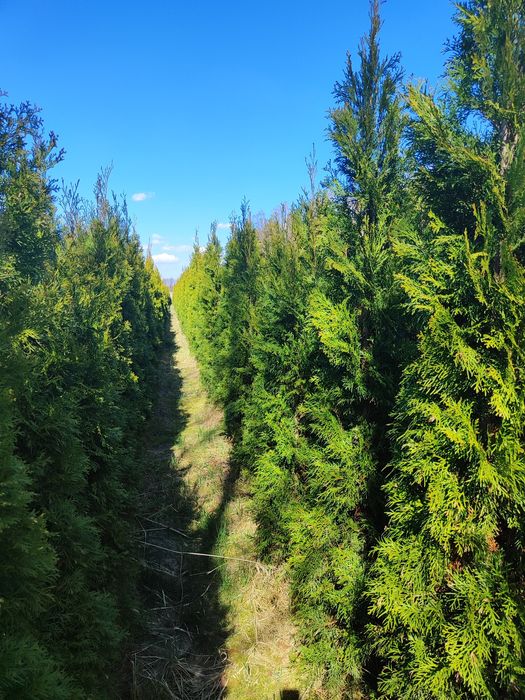 Tuja Szmaragd Tuje Smaragd 200 - 250 cm