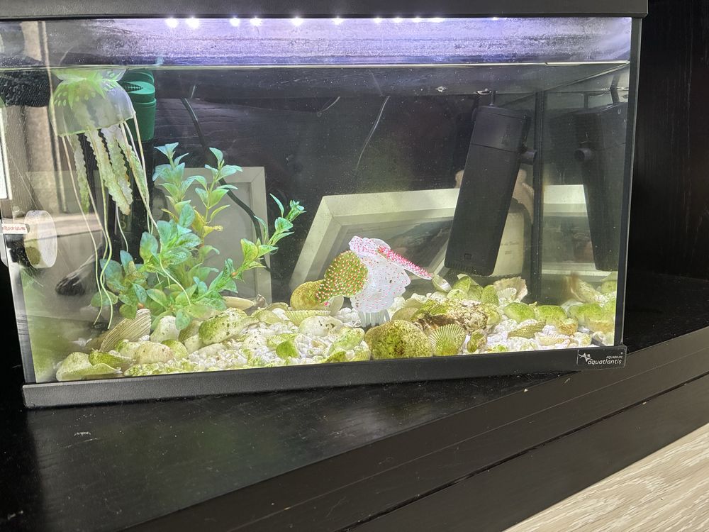 Aquarium completo