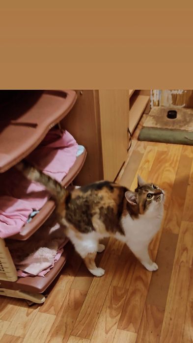 Отдам кошку трехцветку, стерилизована