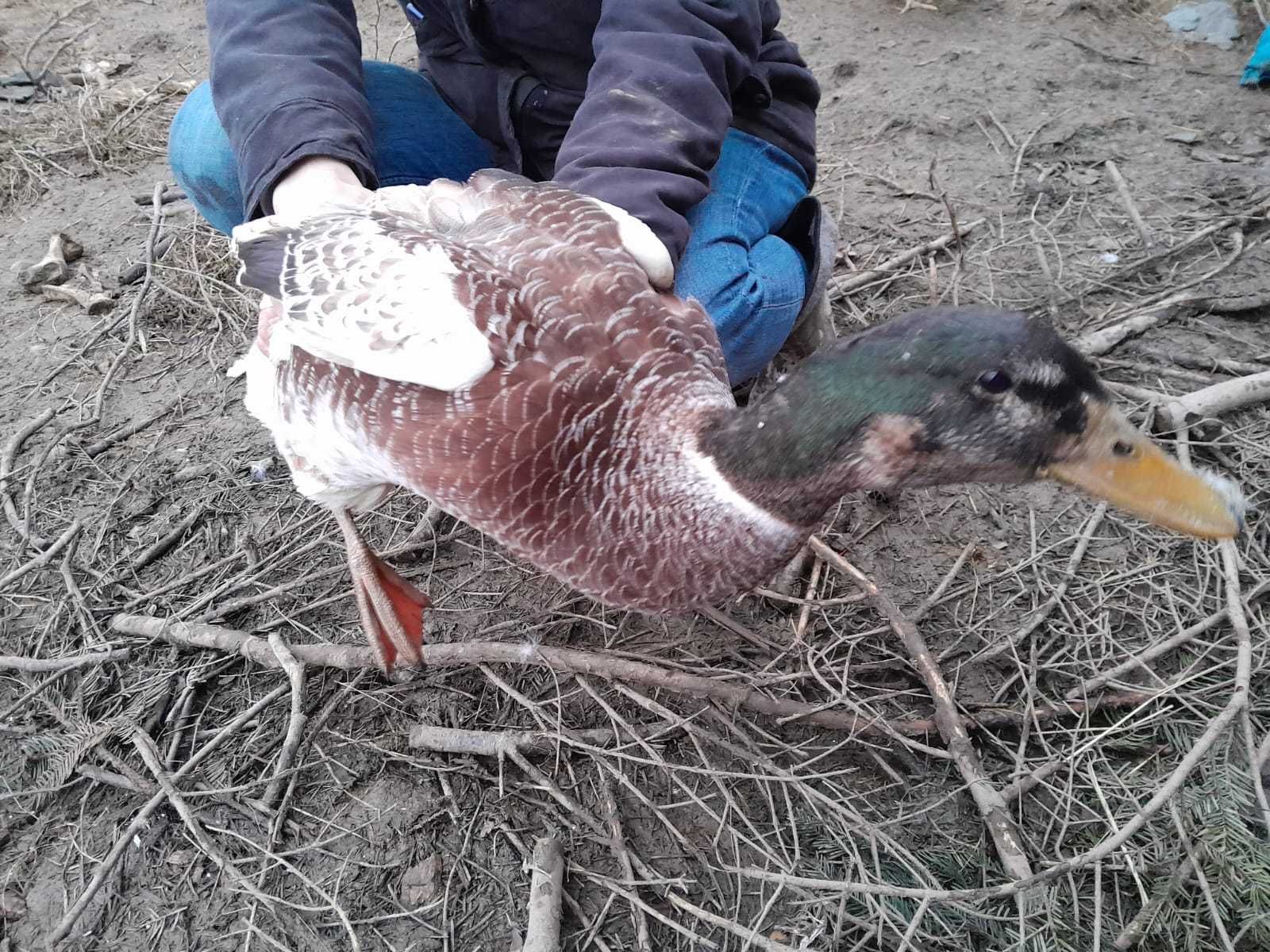 Jaja legowe kaczek Welsh Harlequin 10 sztuk jaj, wysylka 0zl.