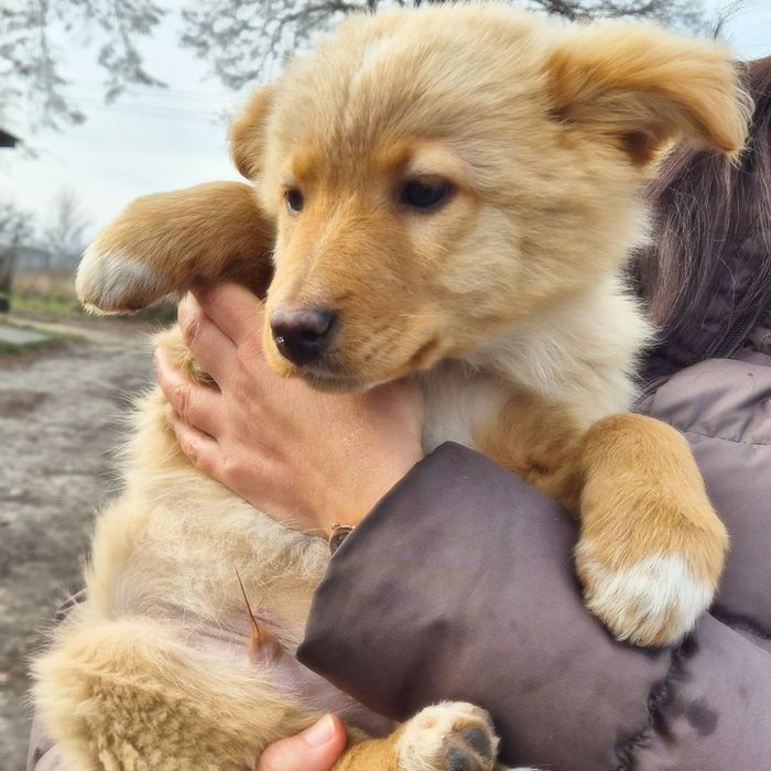 Цуцики в пошуках домівок!