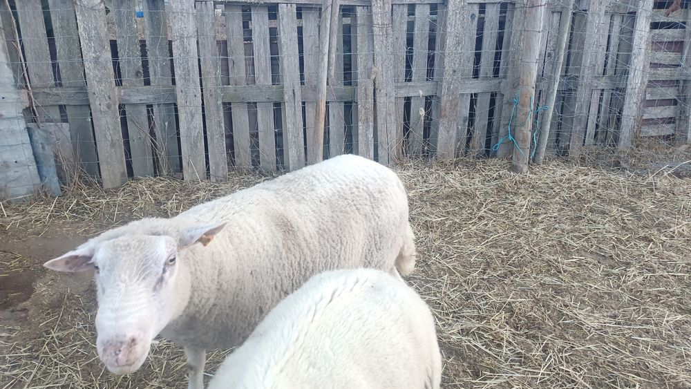 Carneiro de raça (registado)