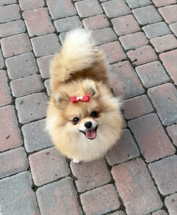 Померанська зіронька