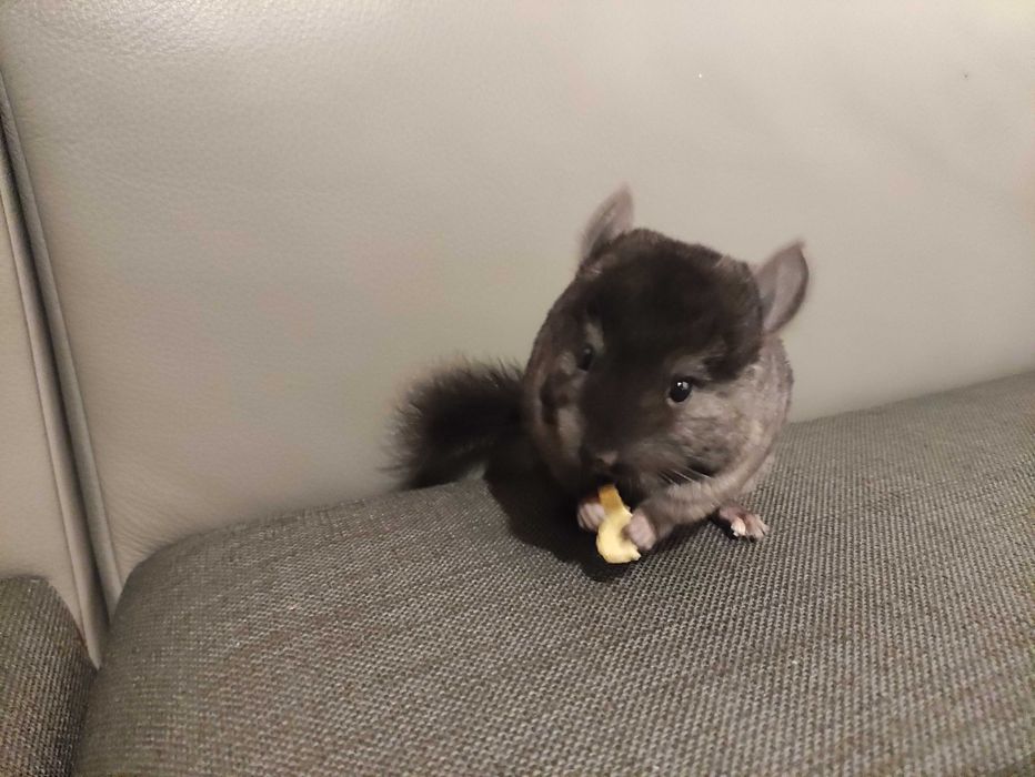 Szynszyl szynszyla samiec czarny