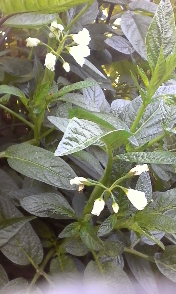 Plantas pepino melão