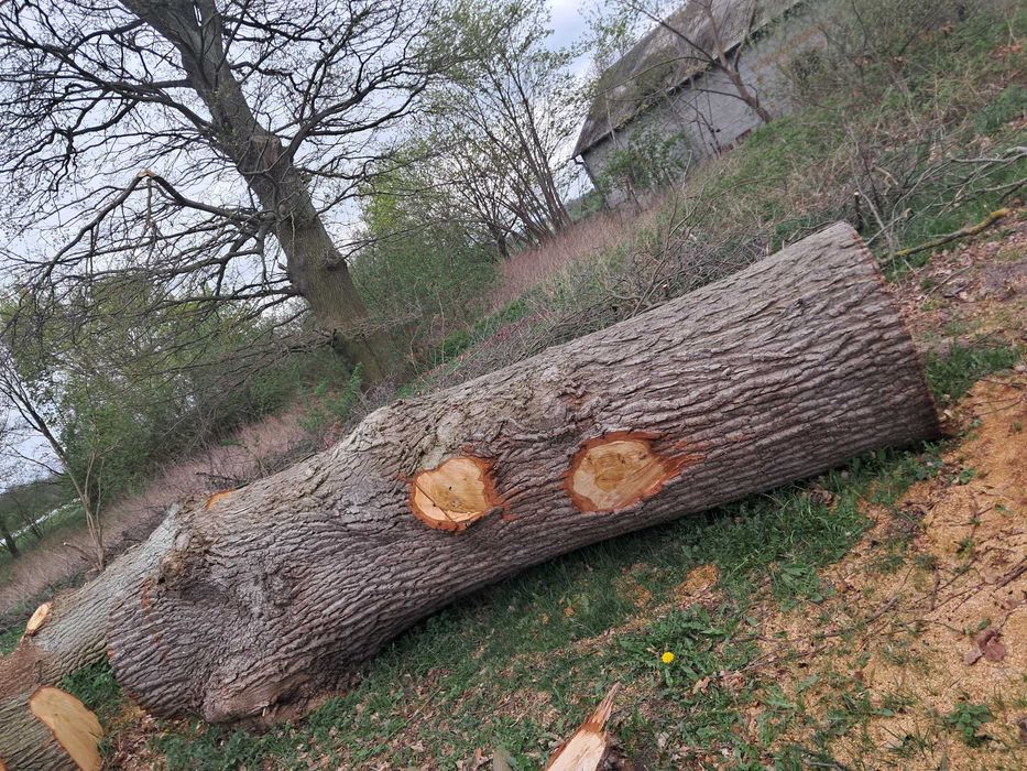 Drzewo, pień dąb lub klon